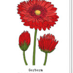 Voorkant bloemenkaart met daarop 3 rode gerbera's en de betekenis van de bloem 'Veel geluk en gezondheid gewenst'